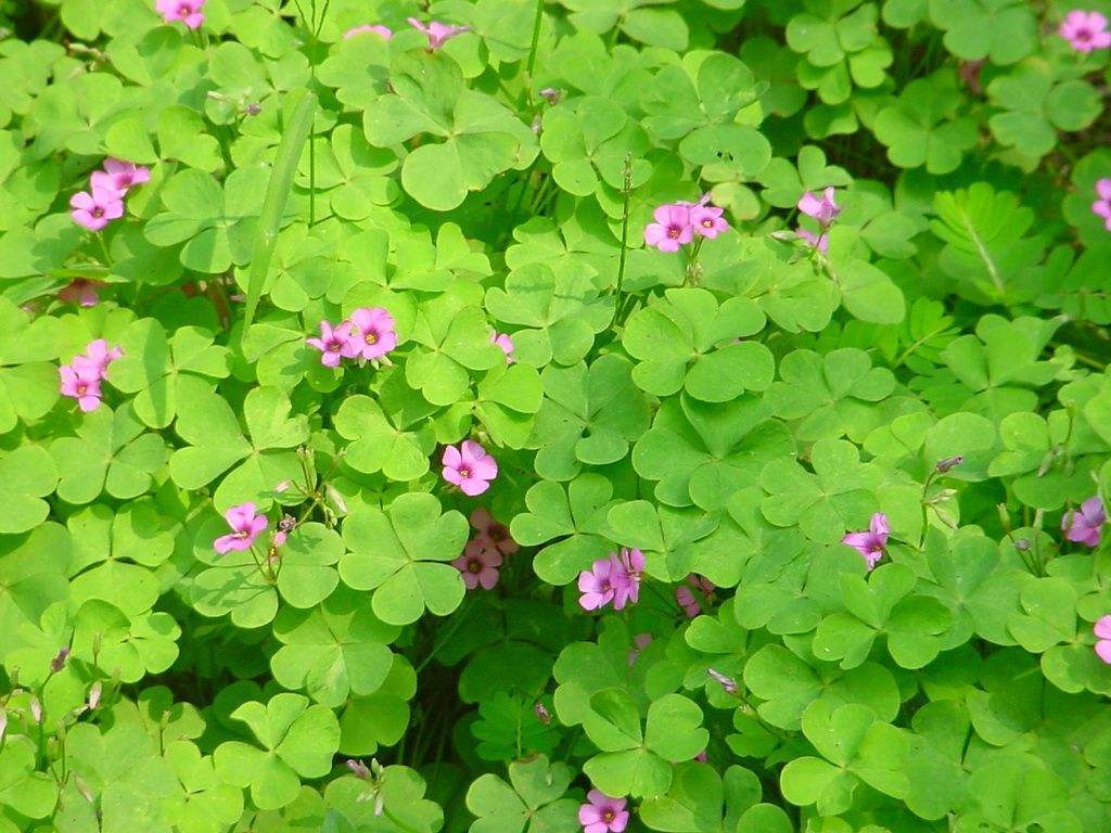 白花三叶草开花图片,开花三叶草浓密款