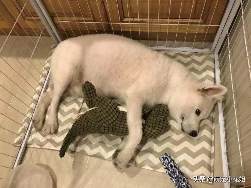 狠心主人把萨摩耶犬遗弃在路边,微笑天使萨摩耶犬被救治