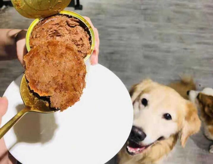 澳洲袋鼠大战,澳大利亚满大街的袋鼠