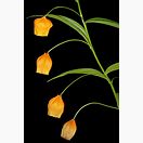 种圣诞树教程,种圣诞树