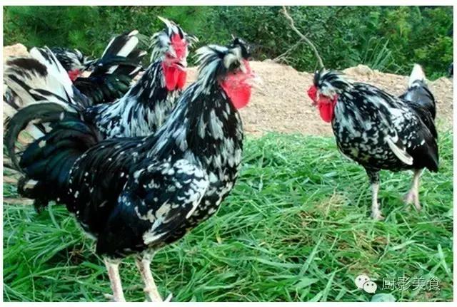 全世界的鸡都在这了，有你认识的吗？