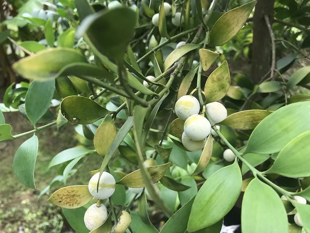 竹柏如何播种,竹柏种子培育的方法