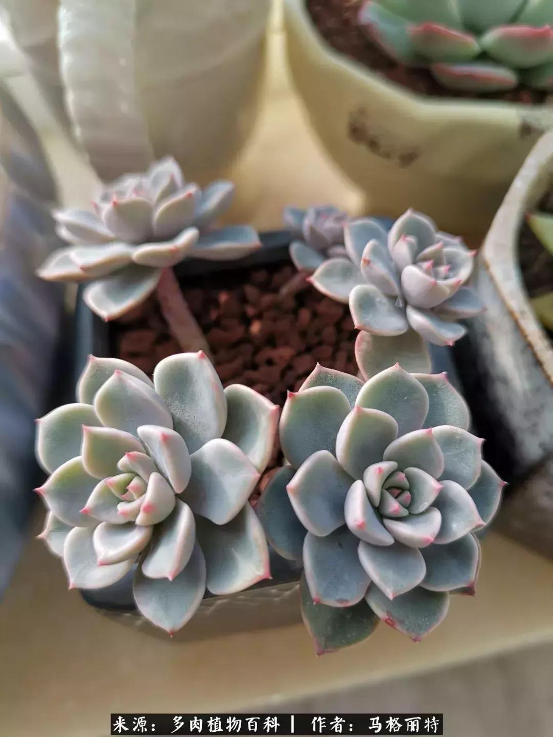 北方阳台多肉怎么过冬,北方阳台多肉