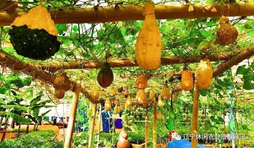 旅顺杏花村风景,旅顺杏花微雨醉春风