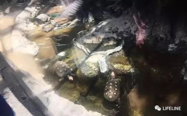 红腿陆龟如何家庭散养,广东红腿陆龟养殖方法