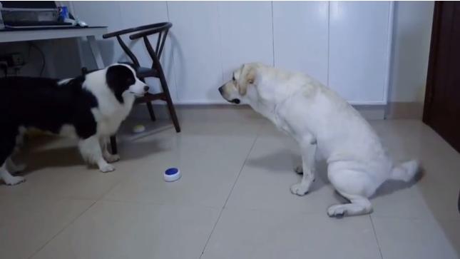 在网上买的盲盒靠谱吗,在网上买大批盲盒靠谱吗