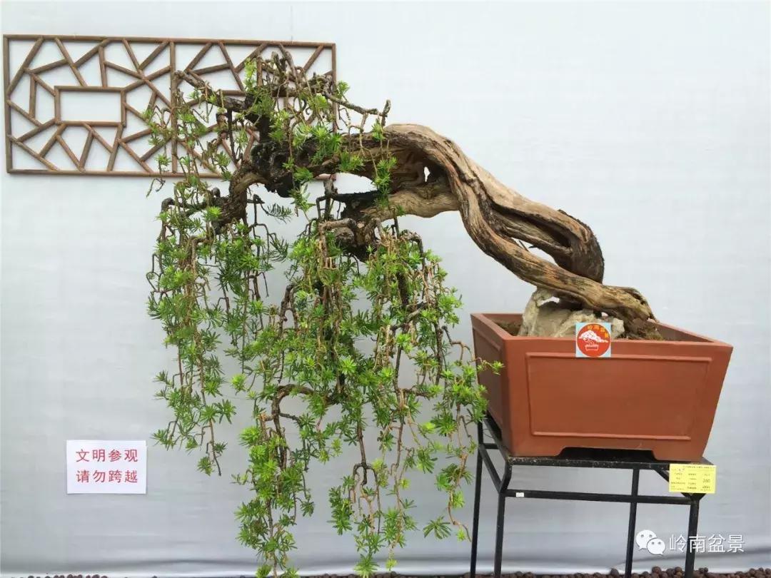 临水式金弹子盆景图片大全欣赏,看盆景展里赏心悦目的盆景