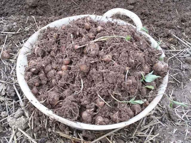 80骞翠唬灏忓鎸栨爲鏍瑰崠,鍐滄潙灏忔椂鍊欏紕閲庤崏鍗栭挶