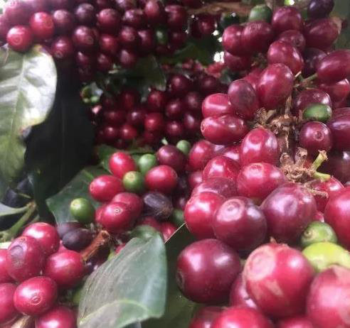 南美洲中美洲咖啡豆,南美洲咖啡豆产国