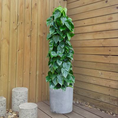 特别耐养的盆栽观叶绿植,叶片可以长很长的绿植