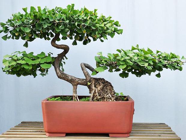 初学者盆景入门基础知识,新手买盆景