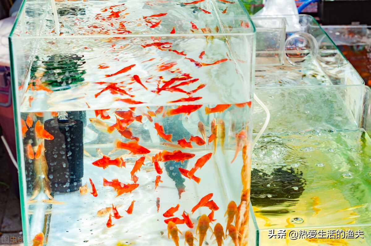 为什么要养红箭鱼,红箭鱼有点烂尾但是状态很好