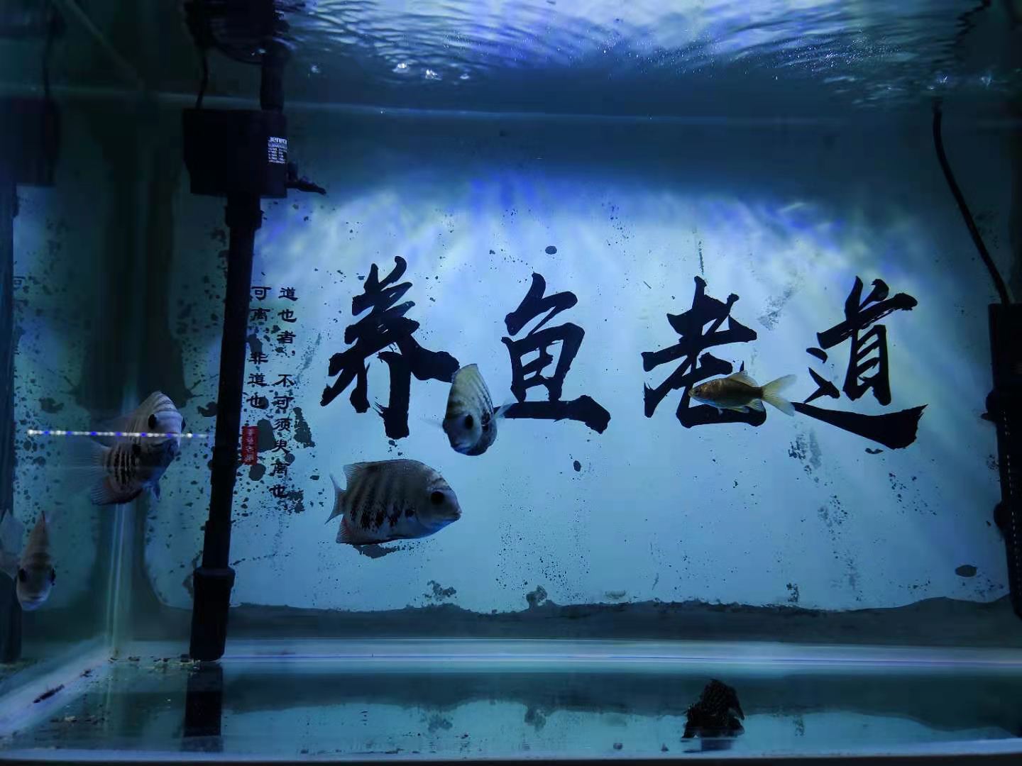 硝化细菌的正确使用方法,硝化细菌在什么情况下使用最合适