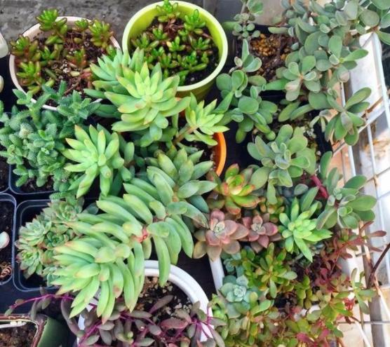 夏季养多肉用什么颜色的遮阳网好,多肉新手用什么土养最好