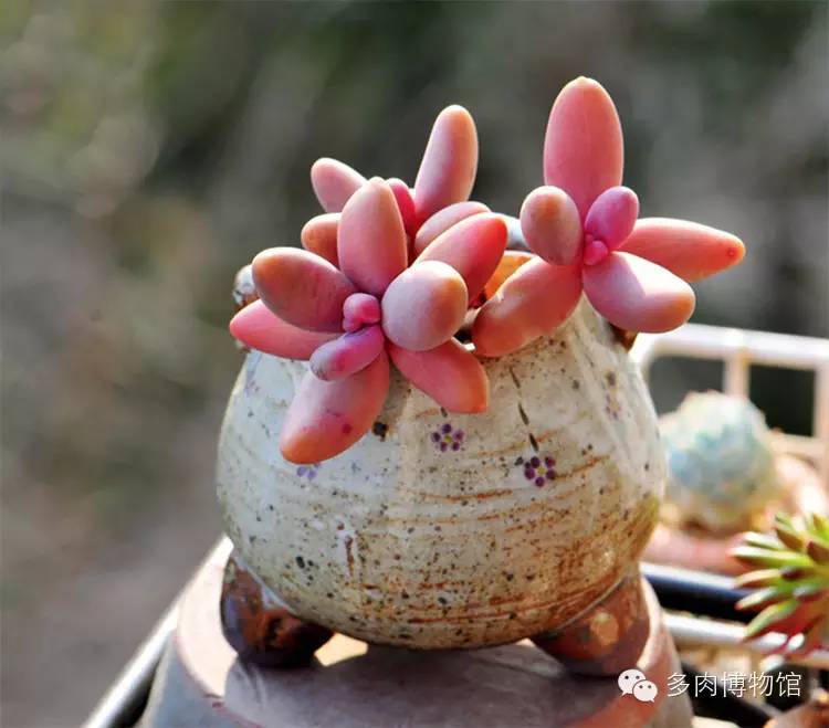 多肉用什么土长得快怎么配土,新手养多肉怎么配土最好