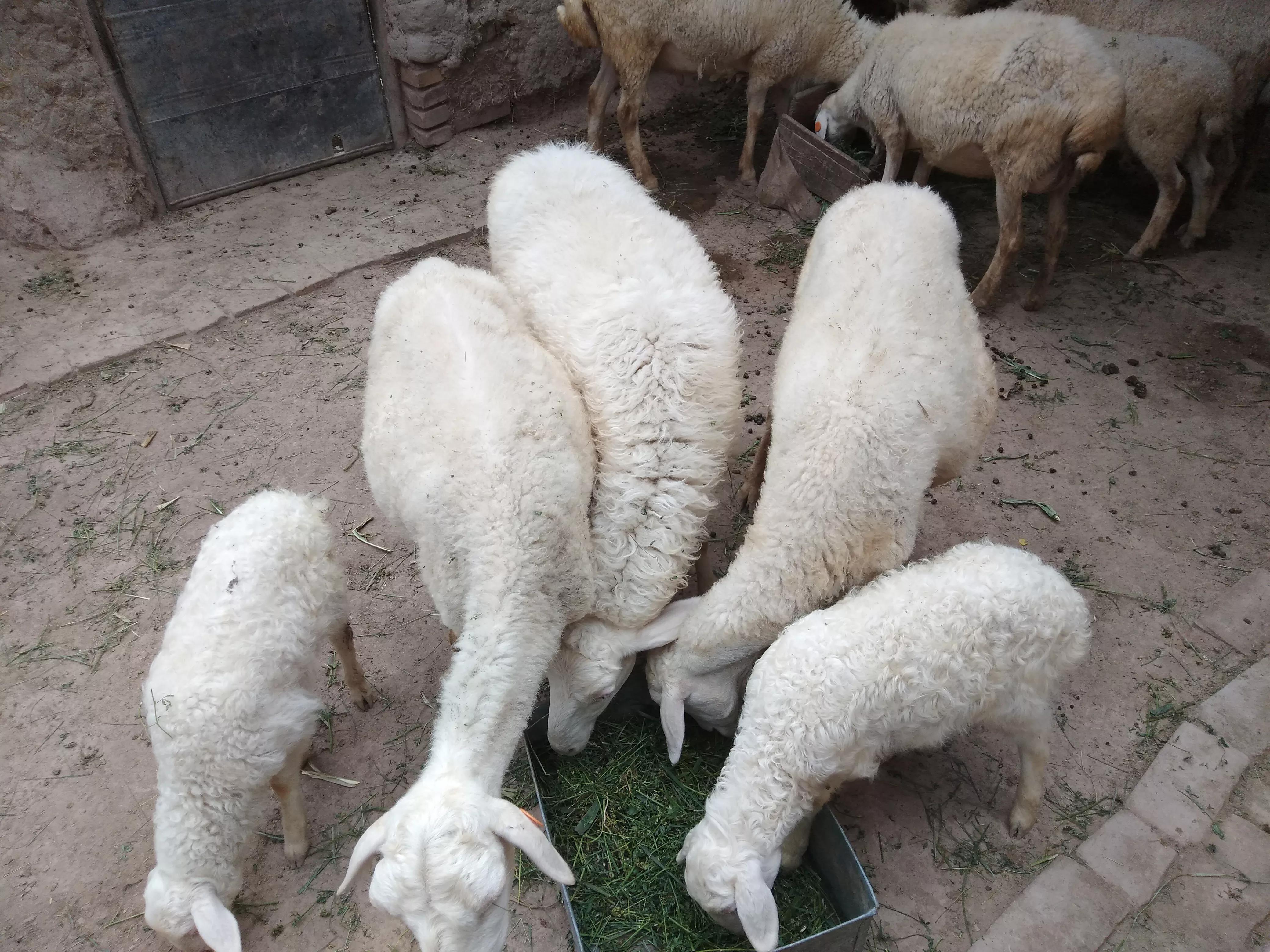 羊价何时能涨起来,羊价低迷怎么办