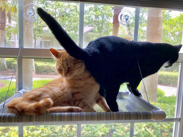 猫屁股臭腺,猫屁股很臭为什么