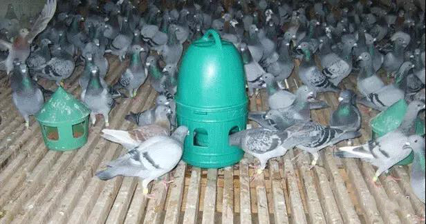 如何给鸽子治毛滴虫,如何压制鸽子毛滴虫和球虫