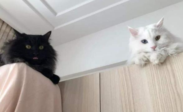 猫咪在被子上尿尿怎么纠正,猫咪报复性在地上拉屎咋办