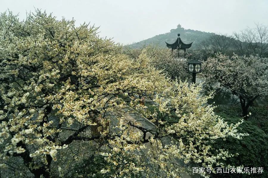 苏州西山免费打卡,苏州东山风景区网红打卡