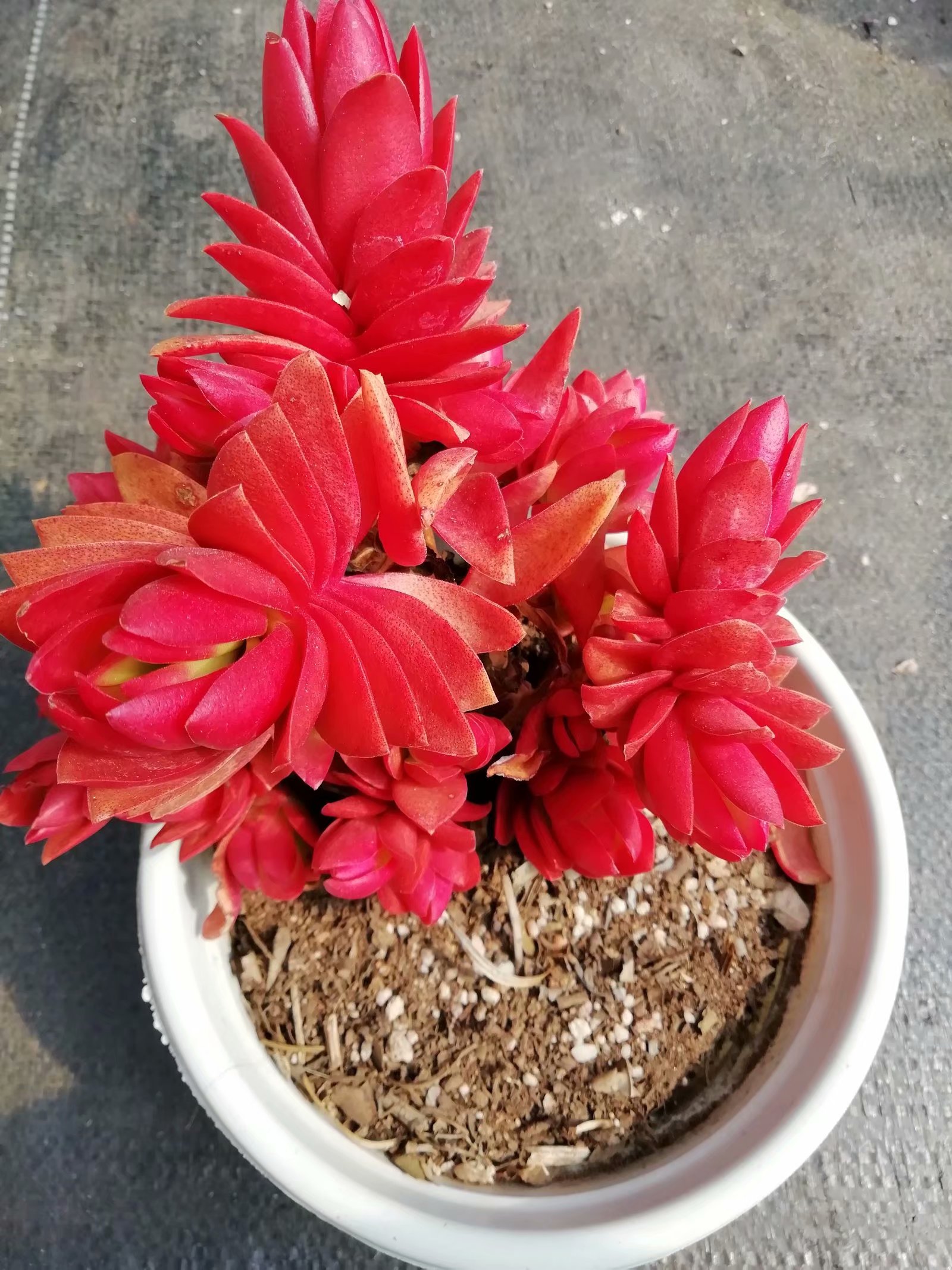 多肉养出状态来有多美？这102种多肉控养上色之后美呆了