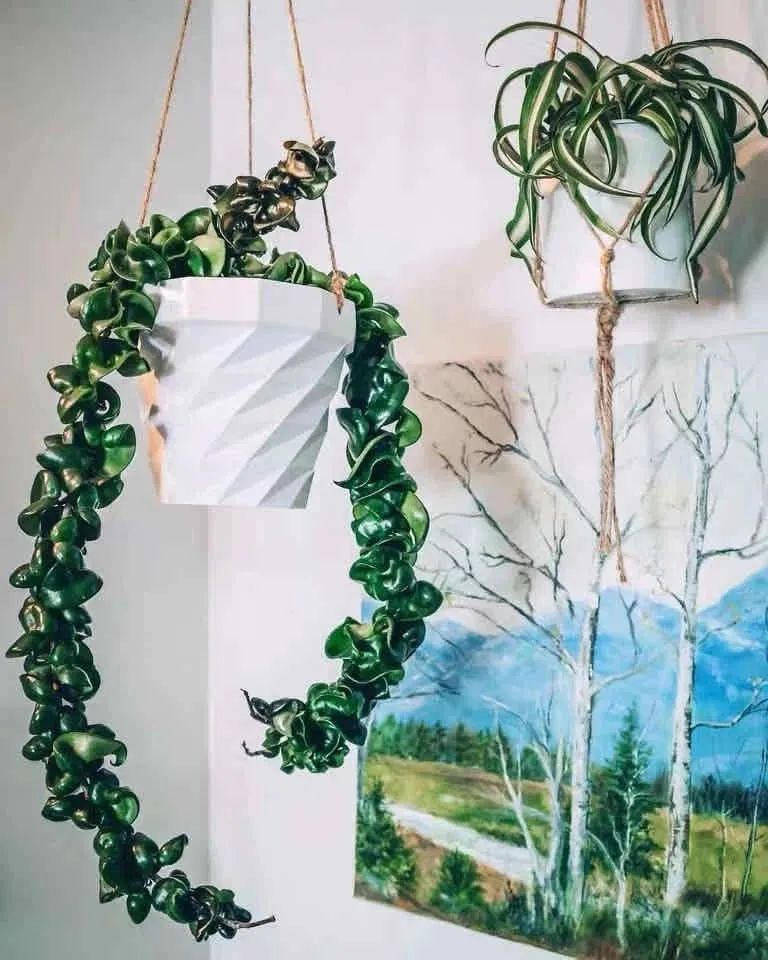 推荐4种垂吊花，不开花也好看，家里养几盆，呼呼长成绿窗帘