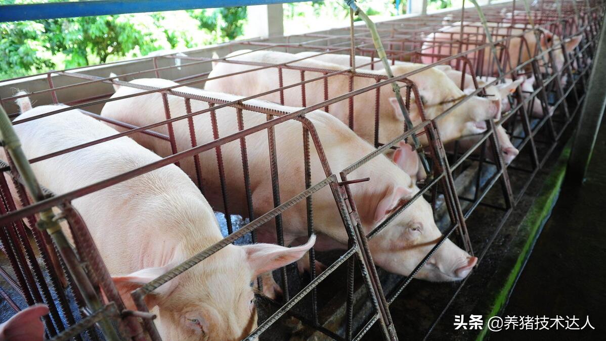 母猪产后消炎有哪些药的配方,母猪产后消炎用什么药合适