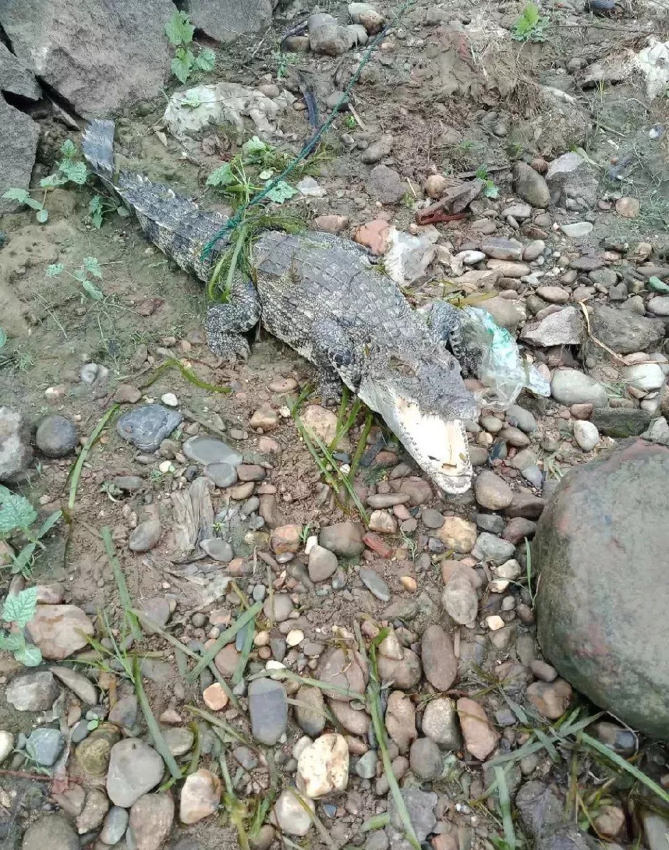 武安放生的鳄鱼找到了吗,武安市通报鳄鱼放生事件