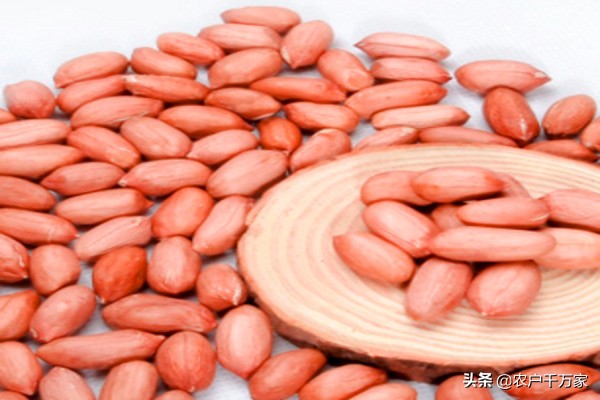 母兔奶水不足怎么催乳,母兔怎样喂养下奶多