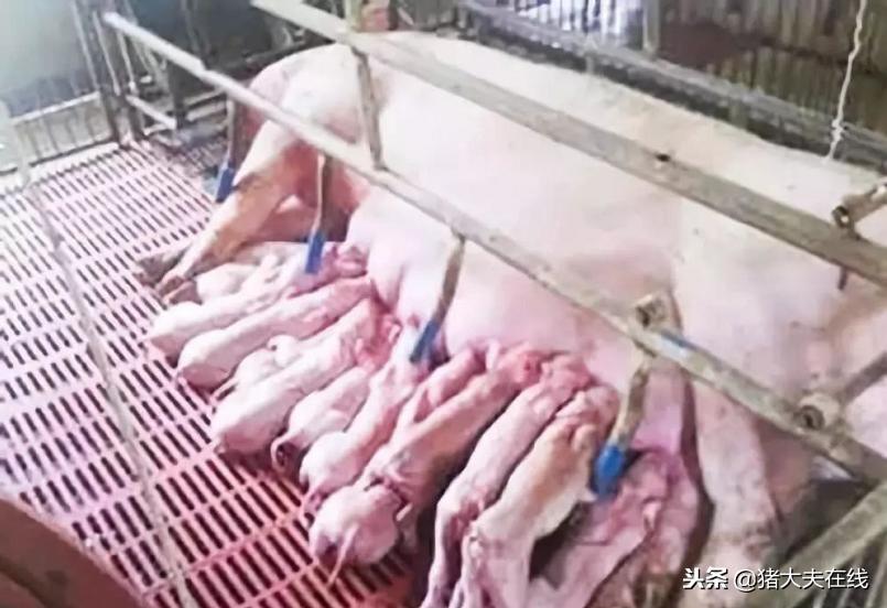 母猪胎衣怎么看猪的病,母猪胎衣怎么处理最好用