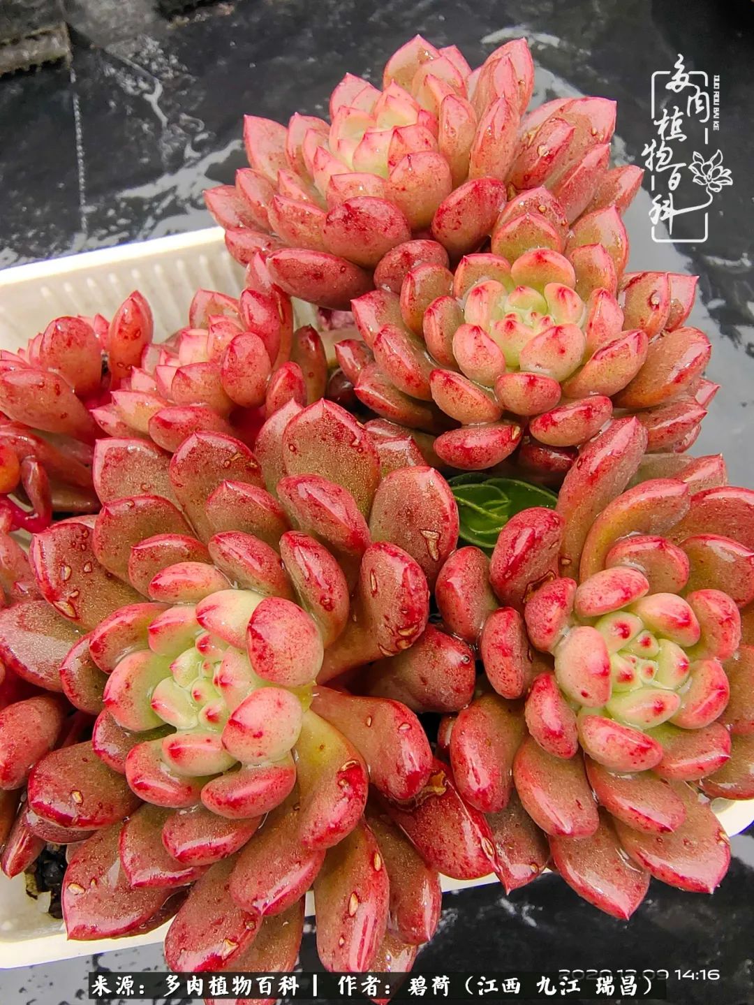 养了五年的多肉看到岁月的痕迹,经过一年春夏秋冬的轮回