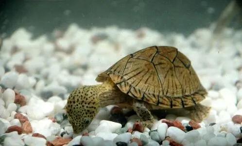 巨头蛋龟极品背甲,红面蛋龟成体背甲高度