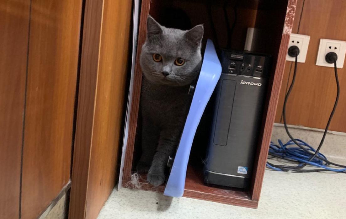 英短蓝白母猫最佳绝育年龄,英短蓝猫小奶猫的成长历程