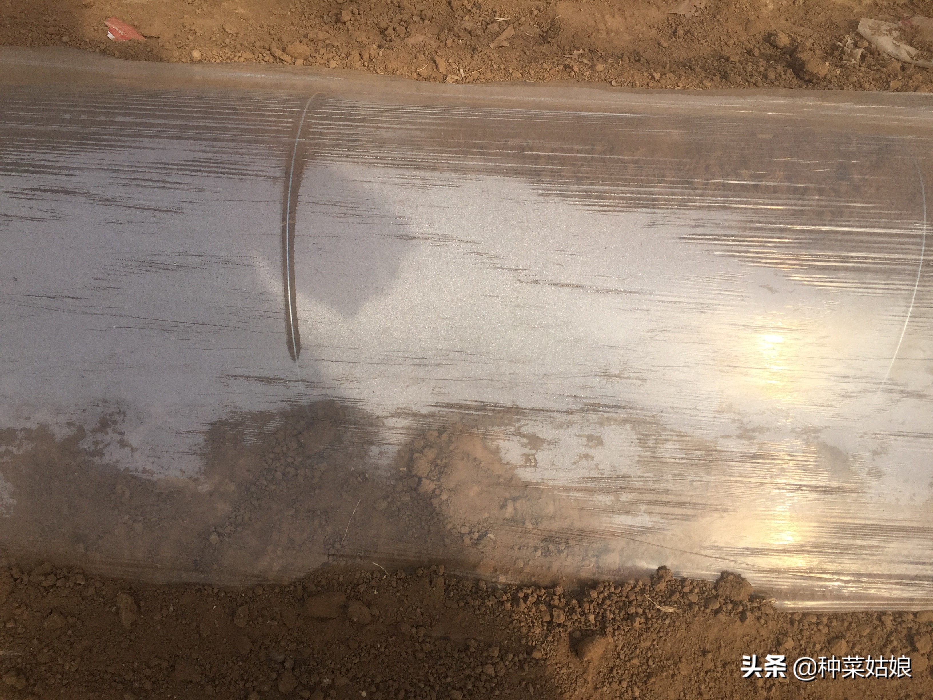 种植蔬菜，出苗老是又细又长怎么办，掌握这些栽培技术，轻松解决