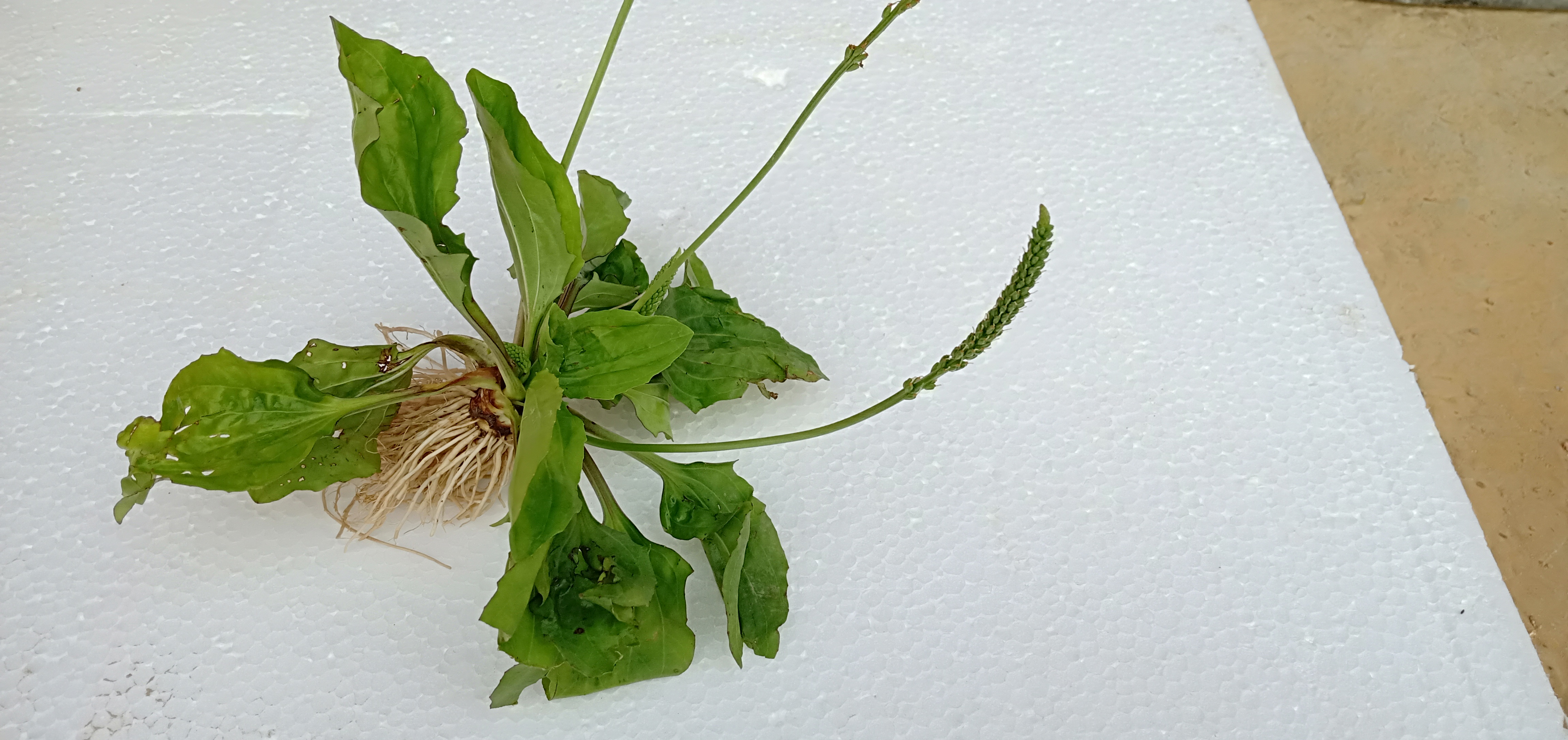 怎样区分前列腺炎和尿道炎膀胱炎,治疗尿道炎前列腺炎最好的中成药