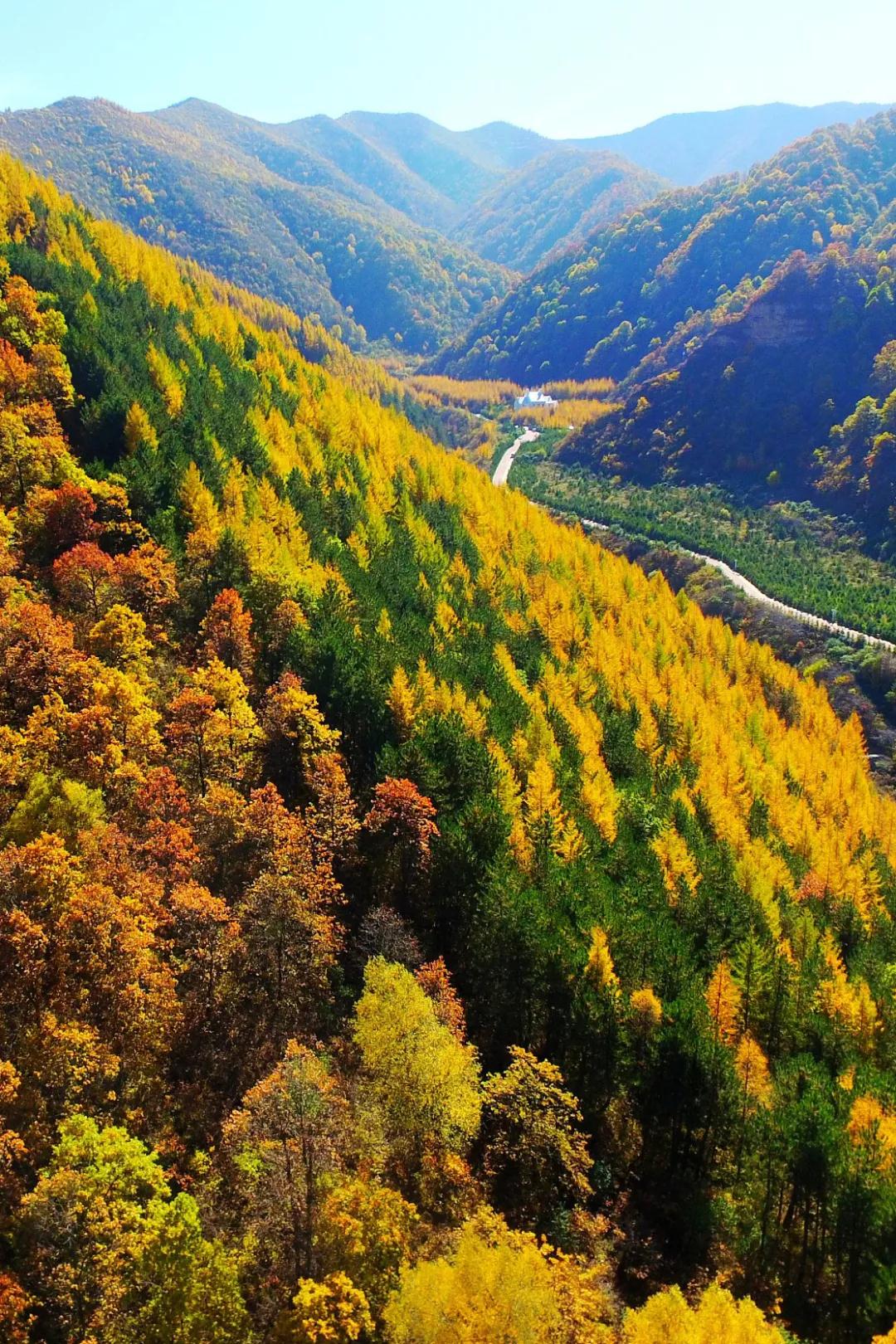 中国植树造林面积,中国植树造林成果国外有什么看法