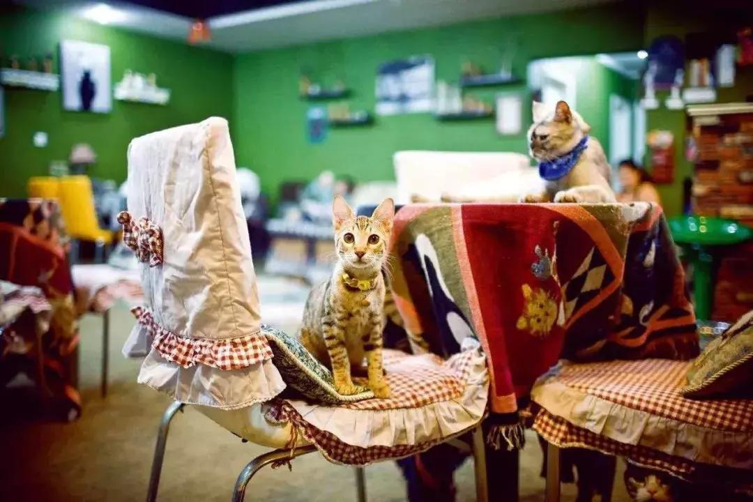 开宠物店一年能赚多少钱,开宠物店一个月能赚多少