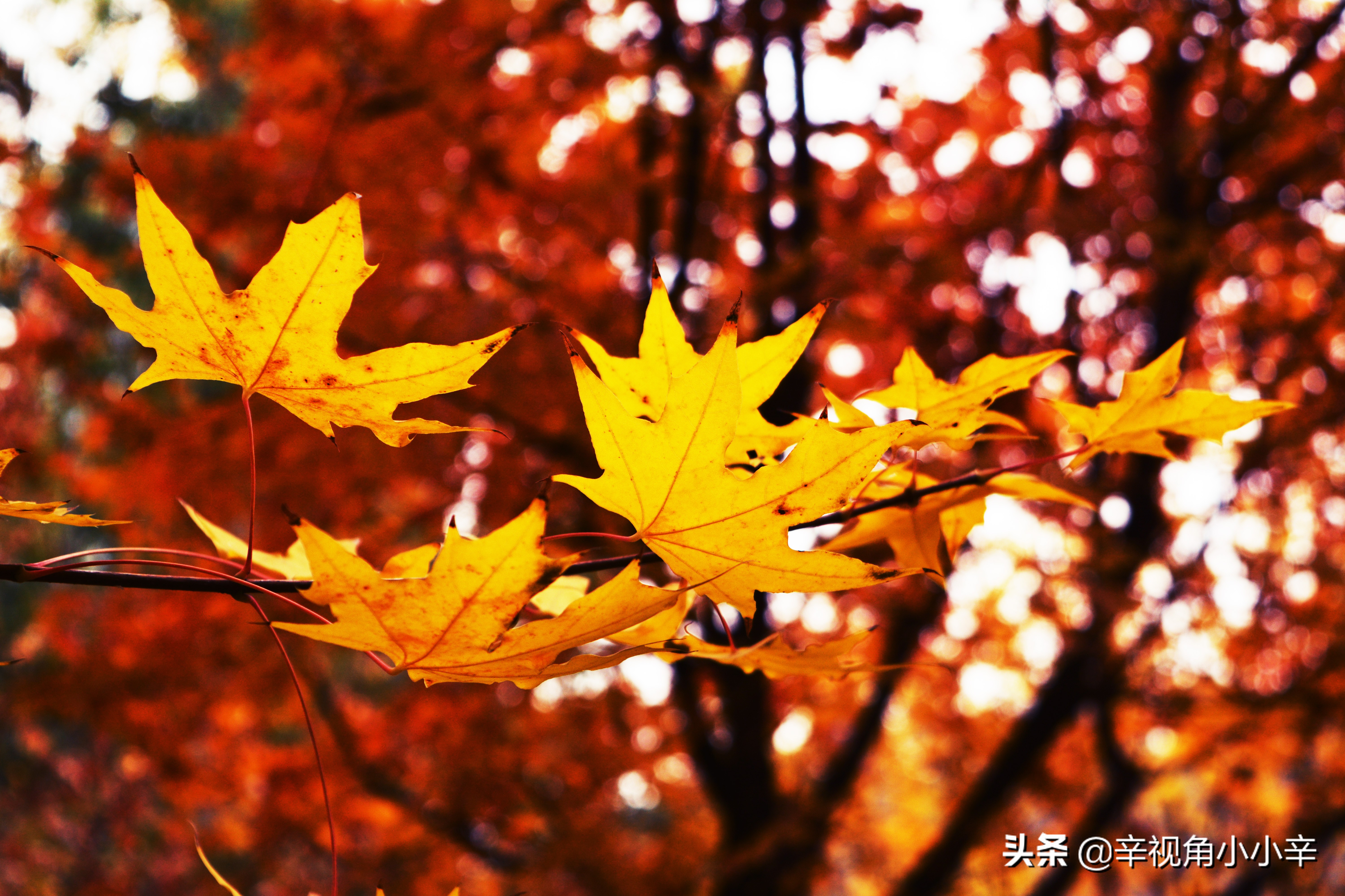 大望京公园红叶,红叶公园北京