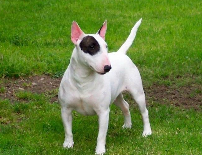 常见的宠物狗品种有哪些,宠物狗大型犬不掉毛有哪些品种