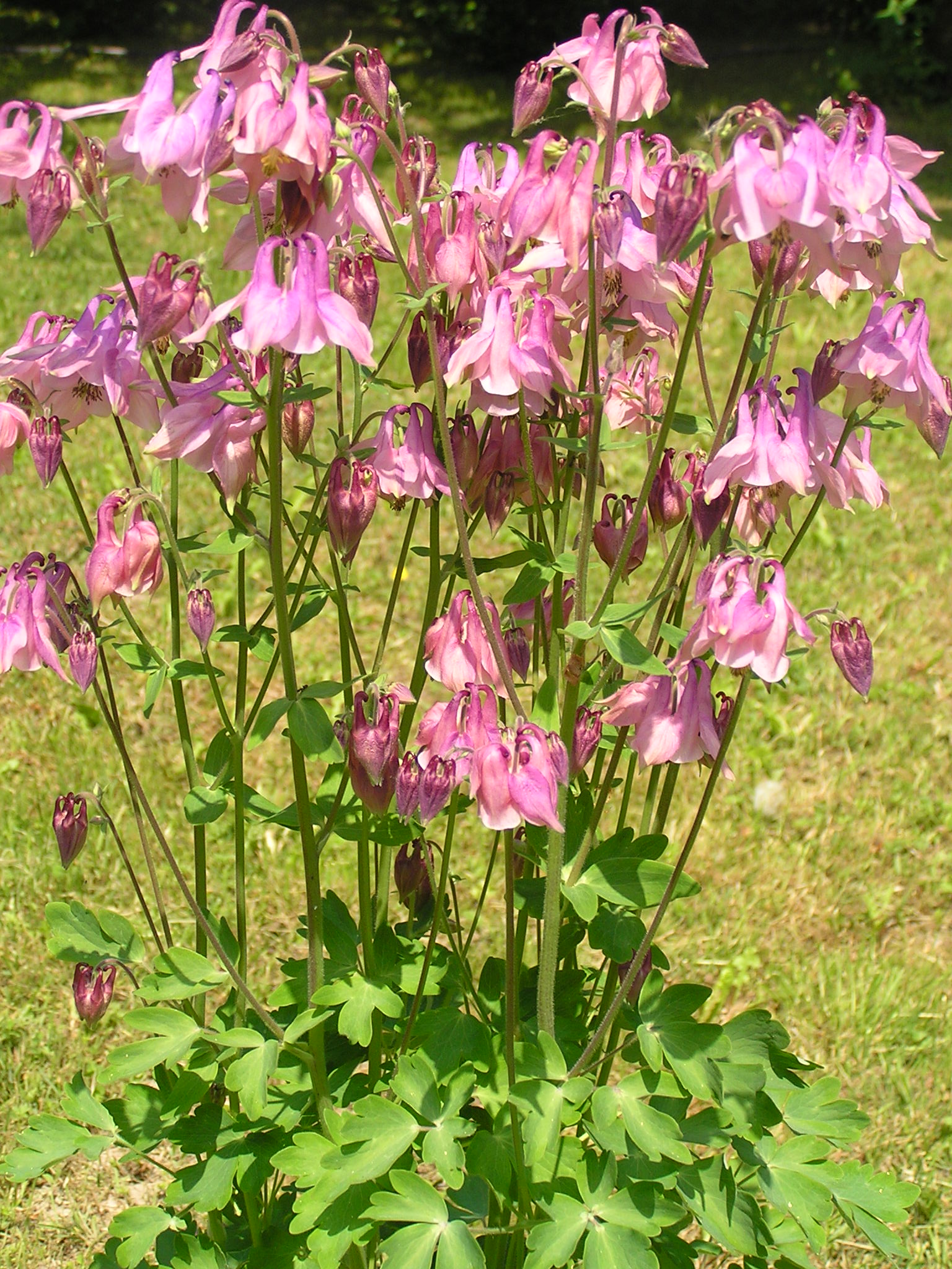 绿山墙的安妮书中的戴安娜,绿山墙的安妮和戴安娜结局