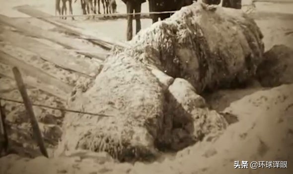 巨型乌贼或解开百慕大三角之谜,世界未解之谜巨型乌贼