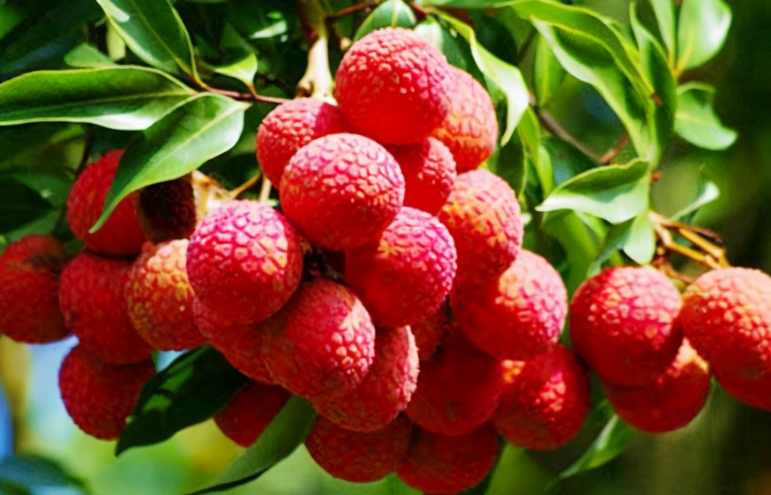 阴雨天荔枝大量落果怎么办,荔枝收成受什么因素影响