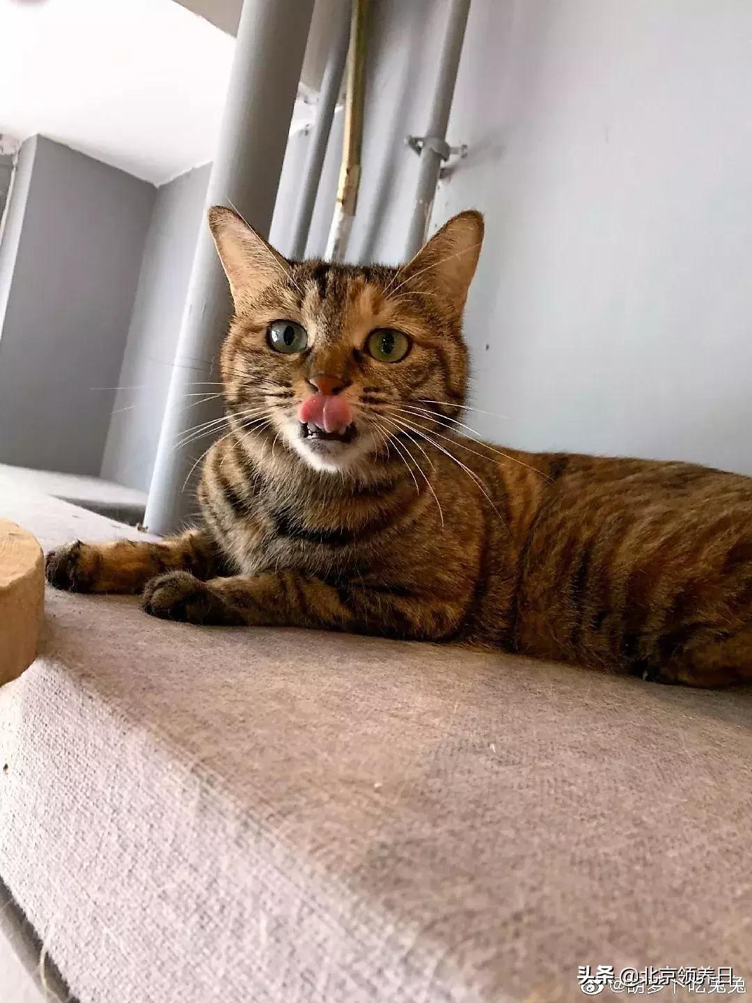 喵星人第二季,喵星人第2季免费观看