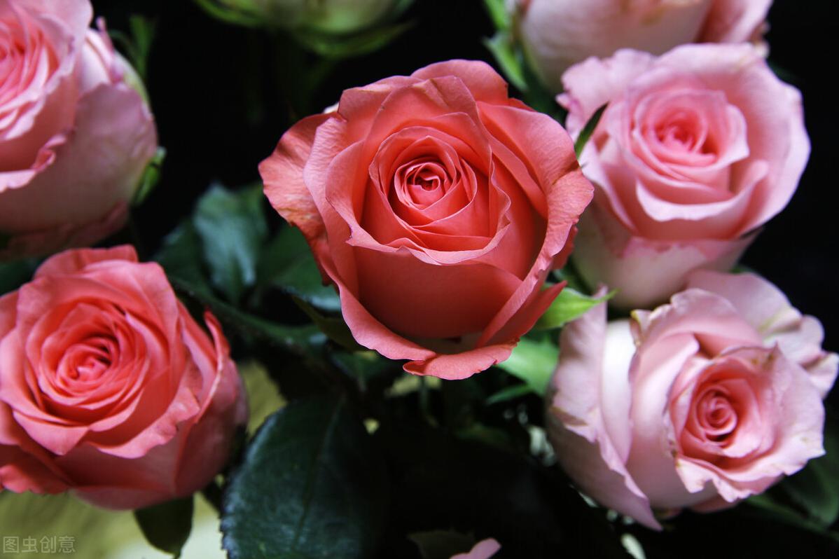 玫瑰花花期多长一年四季都开花么,玫瑰花种子发芽到开花的全过程