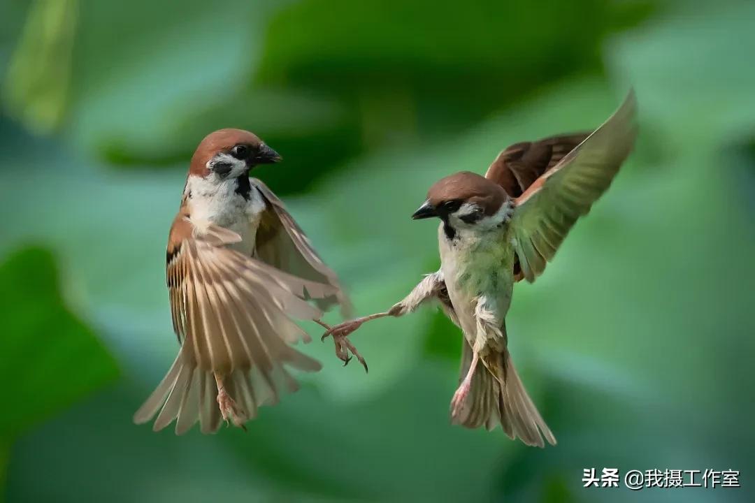 第16届国际摄影艺术展获奖作品,第29届全国摄影艺术展览作品集