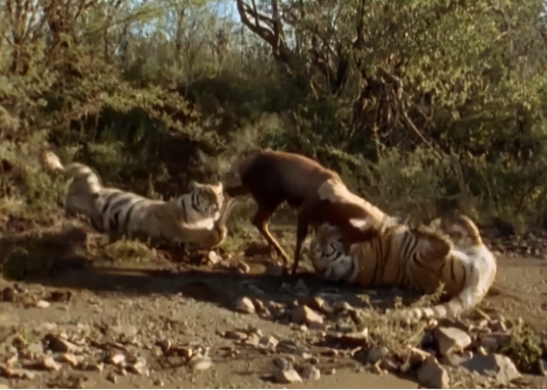 科学家把两头老虎运到非洲，这样的入侵，狮子还能保住地位吗？