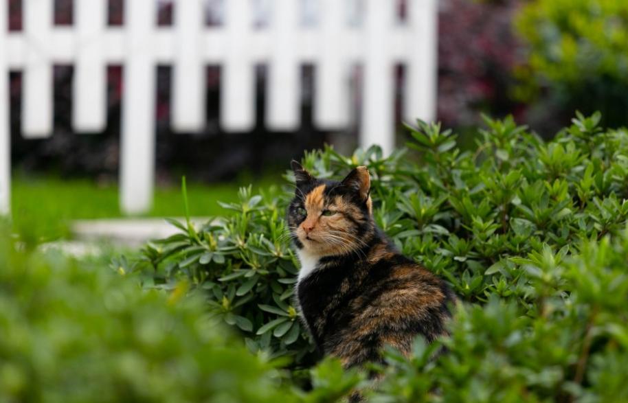 剪刀大法真的能让猫回来吗,寻找猫咪的剪刀大法真的好有用