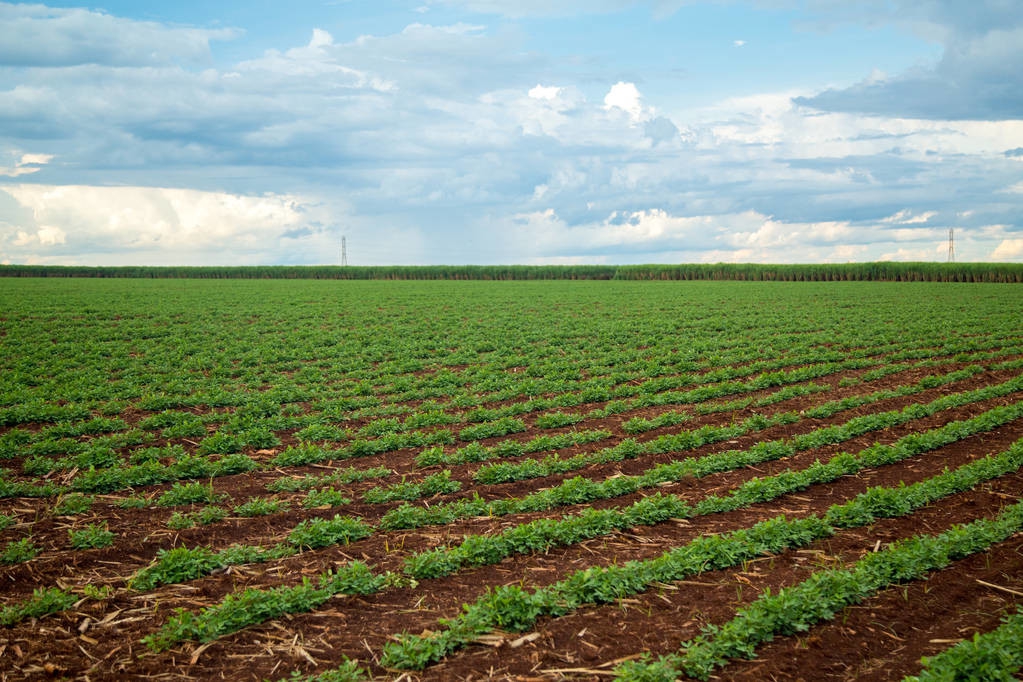 花生缺苗补种什么作物好,花生烂种缺苗怎么处理