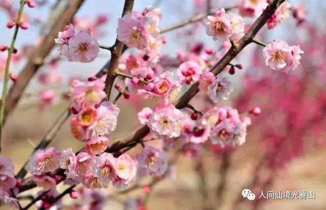 “色香味形”面面俱到!这样的南江你见过吗?