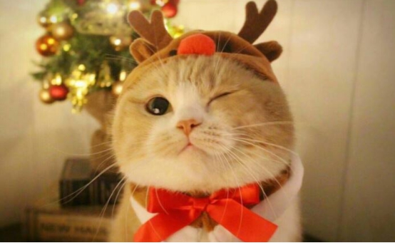 猫咪口吐白沫怎么办?呕吐正常吗?铲屎官必须知道这些养猫常识